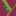Translink.com.au Favicon